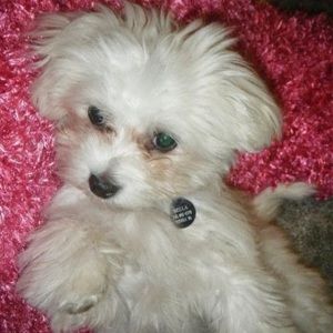 Meet your Posher, Sheena